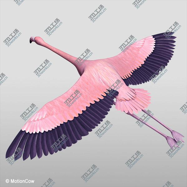 images/goods_img/20210312/Flamingo Pink - Flying/4.jpg